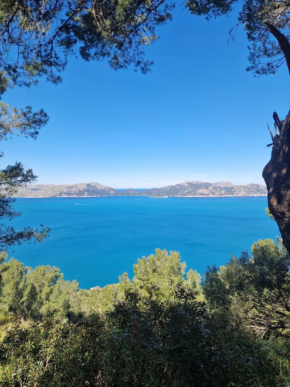 Bright blue bay framed by green pine trees with rugged mountains in the distance.