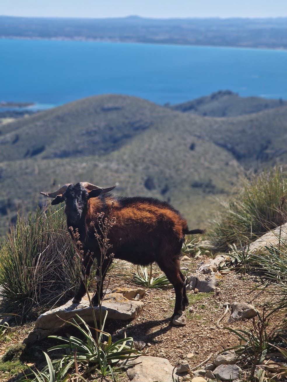 Brown and black goat with horns stands on a rocky ridge overlooking a blue sea.